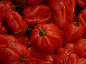 Habanero Chilis