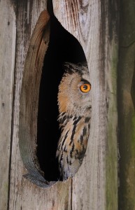 owl-583412_640