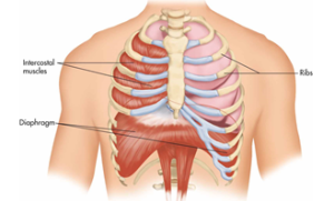 Diaphragm