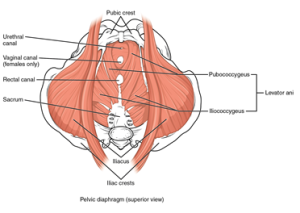 Pelvic Floor