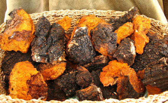 Chaga