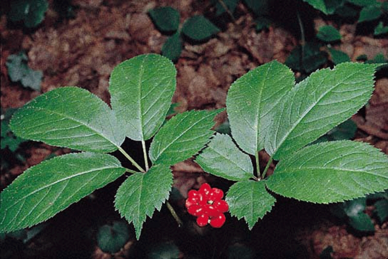 american ginseng