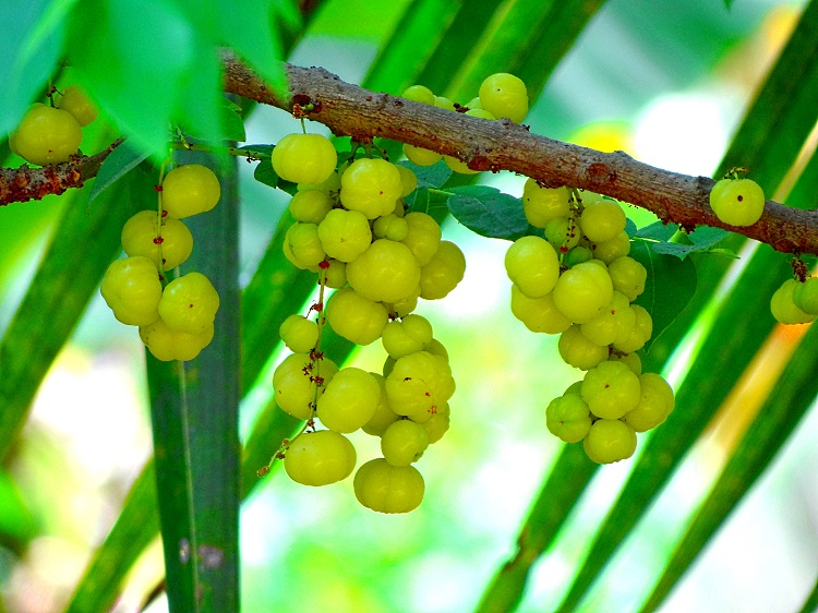 Amla